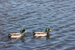 Ducks Swimming Photo: Claire Coleman