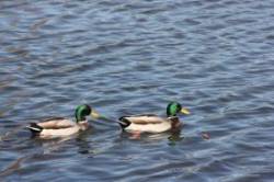 Ducks Swimming Photo: Claire Coleman