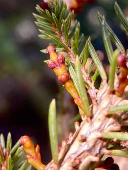 Dwarf mistletoe Photo: Kirk T. Gentalen