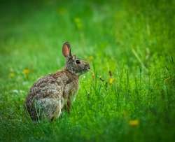 Eastern cottontail Photo: Larry Litke