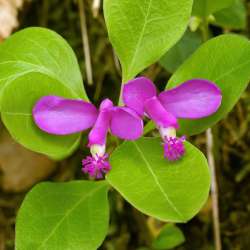 Fringed polygala Photo: Charlie Schwarz