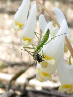 Assassin bug Photo: Ken Hatch