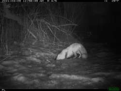 Grey fox Photo: Patricia Liddle