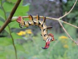 hickory horned devil Photo: Tami Gingrich