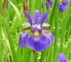 Iris Photo: Laurie Haines