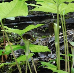 Jack in the Pulpit Photo: Bonnie Honaberger