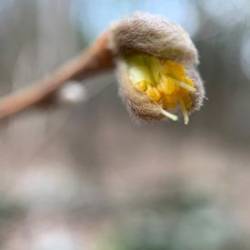 Leatherwood Photo: Jason Berard