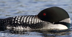Loon Resting Photo: Eric D'Aleo