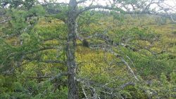 30_maine_larch_color.jpg