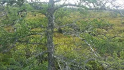 30_maine_larch_color.jpg