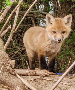 Fox Photo: Andrei Burnin