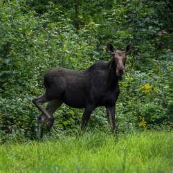 Moose Photo: Sandy Dannis