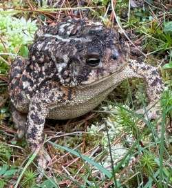 American toad Photo: Louanne Nielsen