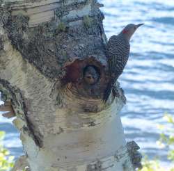 Northern flicker Photo: Janet Bissell