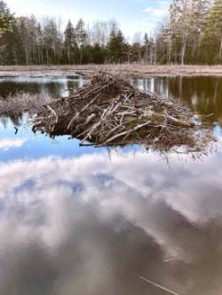 Beaver lodge Photo: Kirk Gentalen