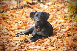 Autumn puppy Photo: Vivian Ennis