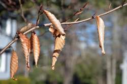 Old beech Photo: Judy Sweet