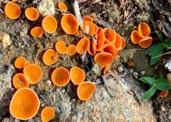 Orange peel fungus Photo: Karinne Heise