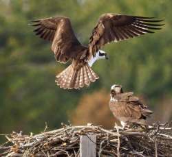 Osprey courtship Photo: Ross Lanius