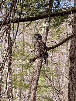 Owl Photo: Jennifer Diggs