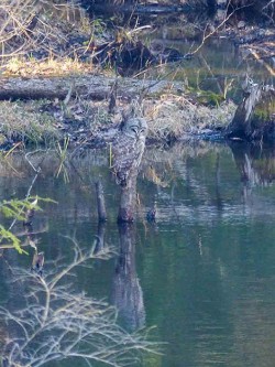 30_owl_on_stump_sm.jpg