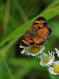 Pearl Crescent Photo: Charlie Schwarz