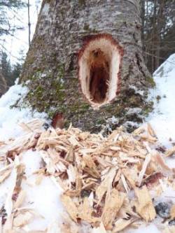 Pileated Cavity Photo: Gordon Gould