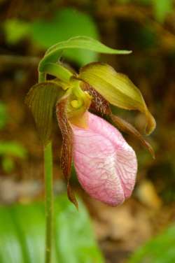 Pink ladyslipper Photo: Ken Hatch