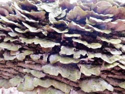 Polypores Photo: Bonnie Honaberger