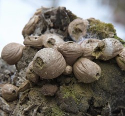 Puffballs Photo: AM Dannis