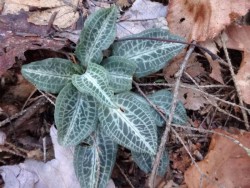 Rattlesnake plantain Photo: Jack Nelson