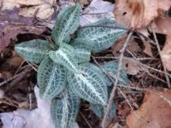Rattlesnake plantain Photo: Jack Nelson
