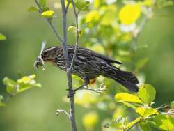 Red winged blackbird Photo: Ross Lanius