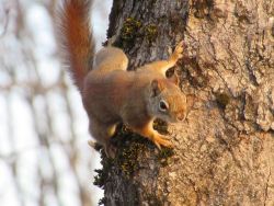30_red_squirrel_on_high_alert_erobinson_2018.jpg