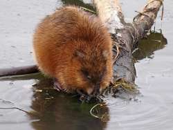 Muskrat Photo: Charlie Schwarz