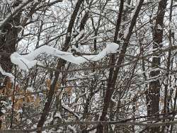 Snow Tree Photo: Laurie Morrissey