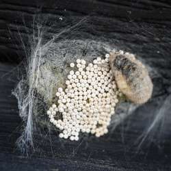 Tussock moth Photo: AM Dannis