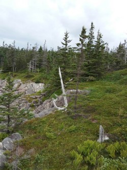 Weathered tree Photo: Joyce Layne