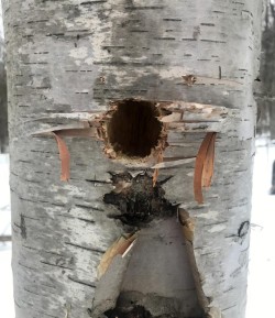 White birch Photo: Ken Bridges