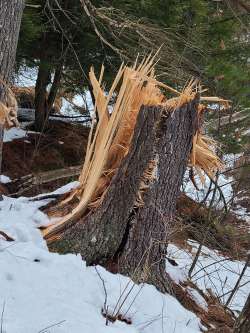 White pine Photo: Stephen Fox