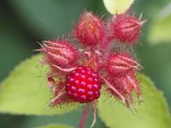 Wine raspberres Photo: Ross Lanius