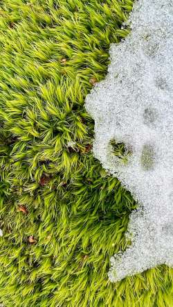 Winter moss Photo: Jen Adams