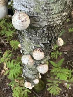 Mushrooms Photo: Martha Battle