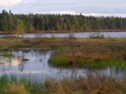 Lows lake bog Photo: John W. Blaser