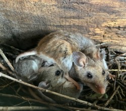 Mice box Photo: Sharon Bombard