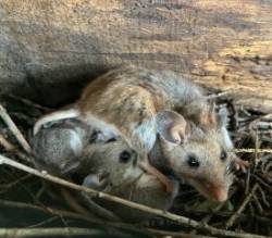 Mice box Photo: Sharon Bombard