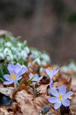 Purple flowers Photo: Stephania Johnson