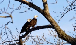 31-lanius-february-eagles.jpg