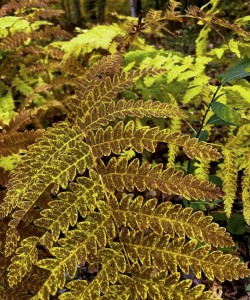 Fern Photo: Sheri Larsen
