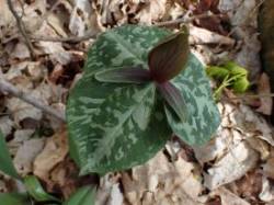 Toadshade trillium Photo: Nate Rosebrooks